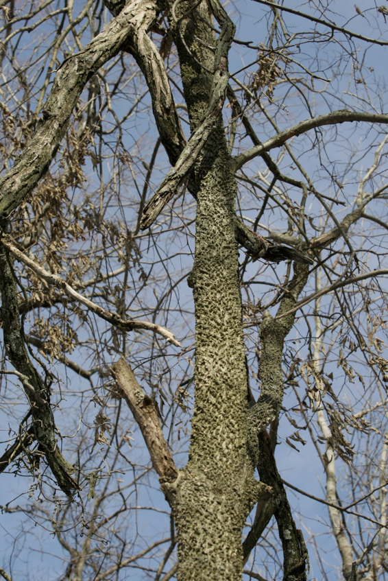 Full Size Image = 2201 K