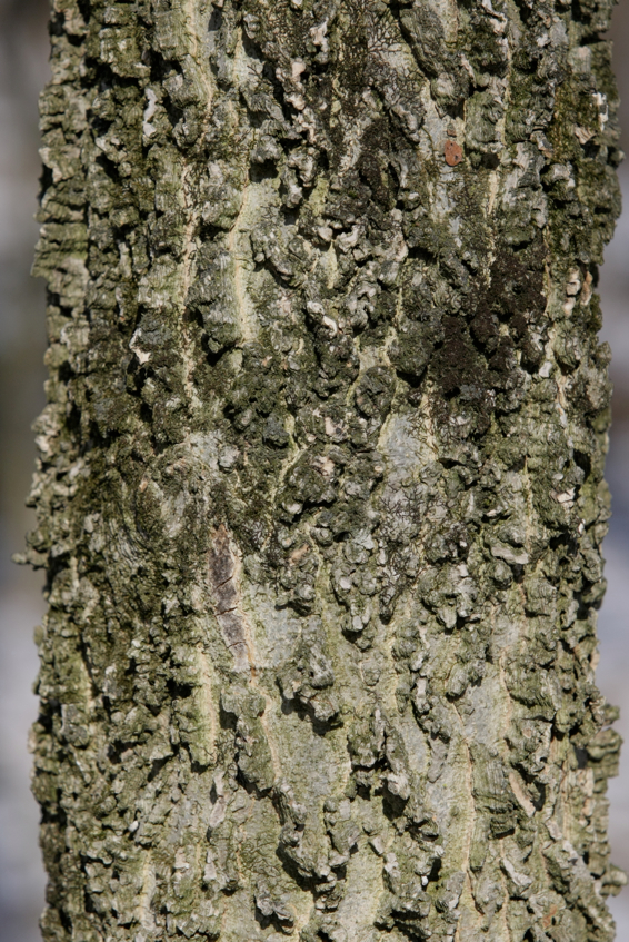 Full Size Image = 2571 K