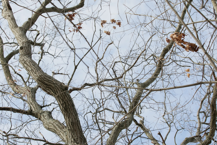 Full Size Image = 3143 K