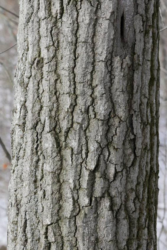 Full Size Image = 2403 K