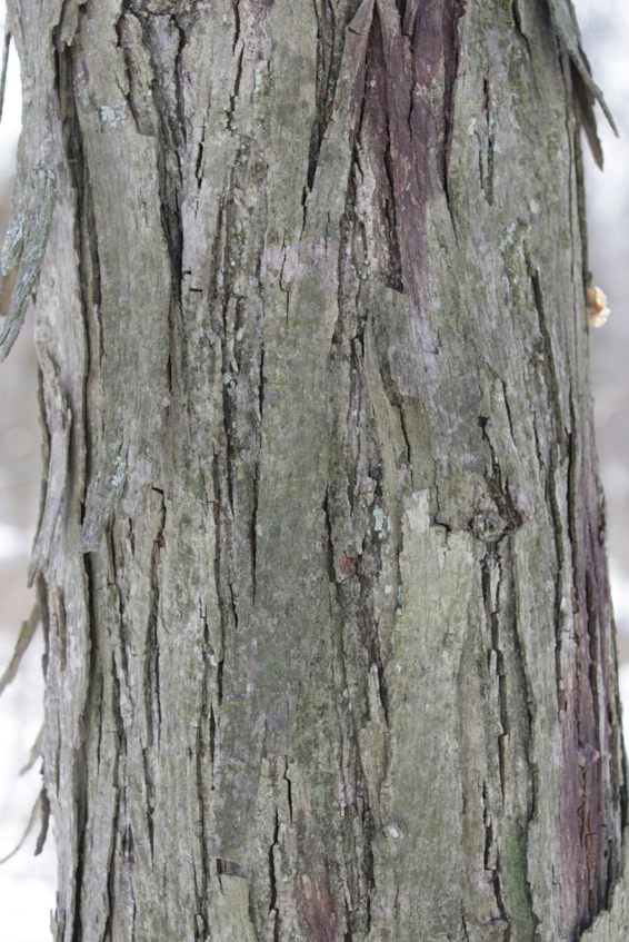 Full Size Image = 1793 K