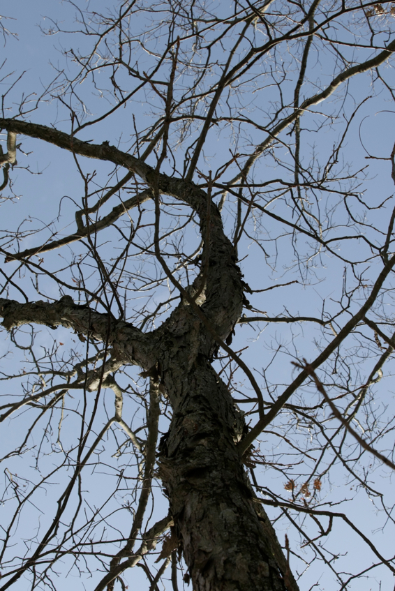 Full Size Image = 1862 K