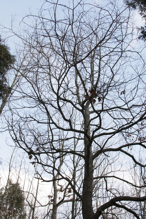 Full Size Image = 2816 K