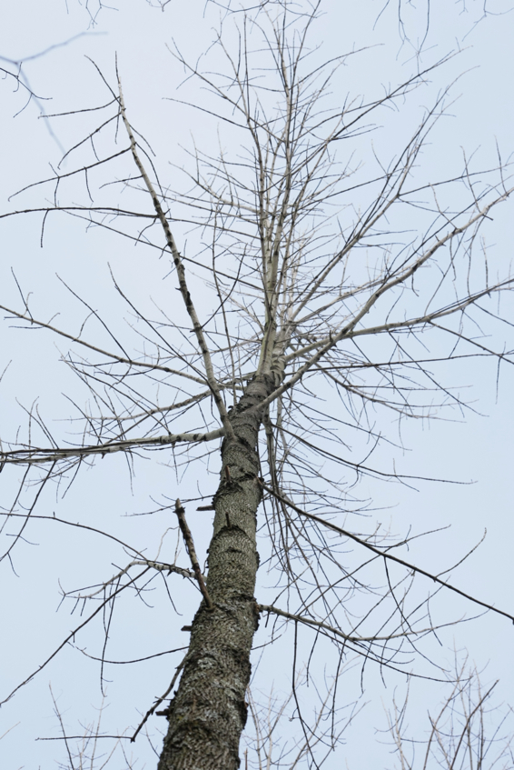 Full Size Image = 1396 K