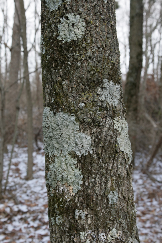 Full Size Image = 1916 K