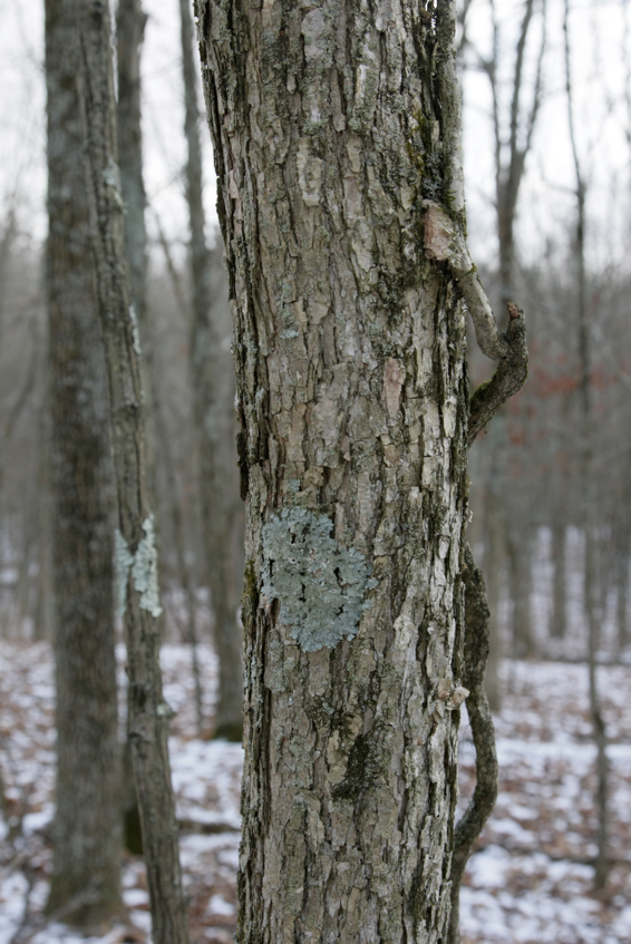 Full Size Image = 1610 K