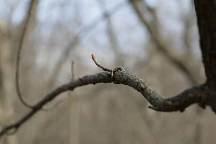 Full Size Image = 1505 K