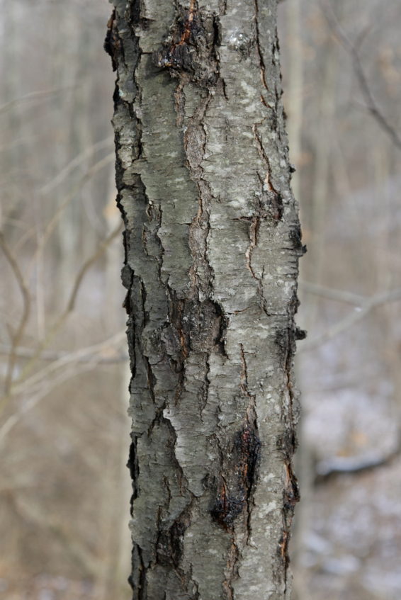 Full Size Image = 1349 K