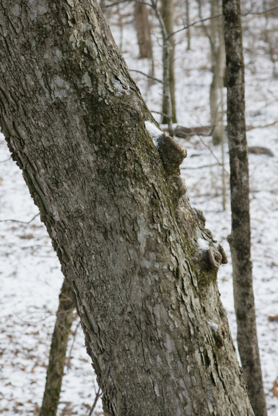 Full Size Image = 1713 K