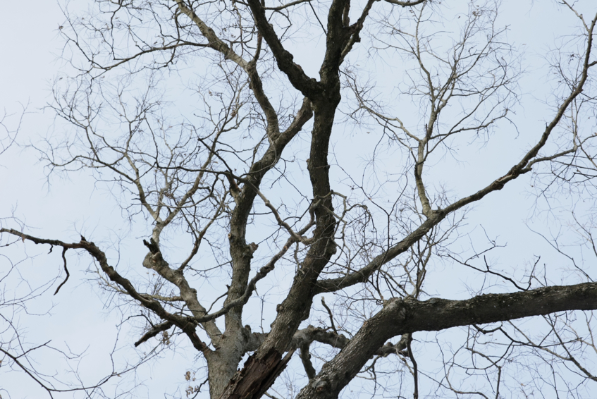 Full Size Image = 2724 K