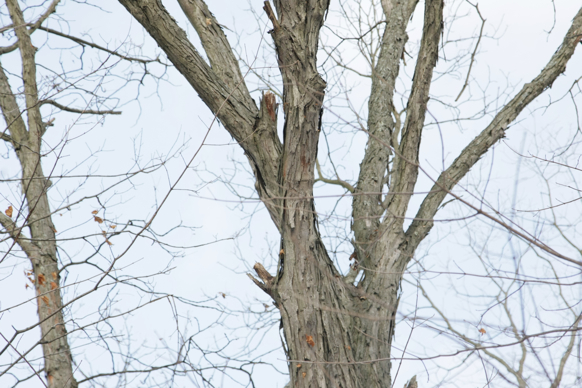 Full Size Image = 1300 K