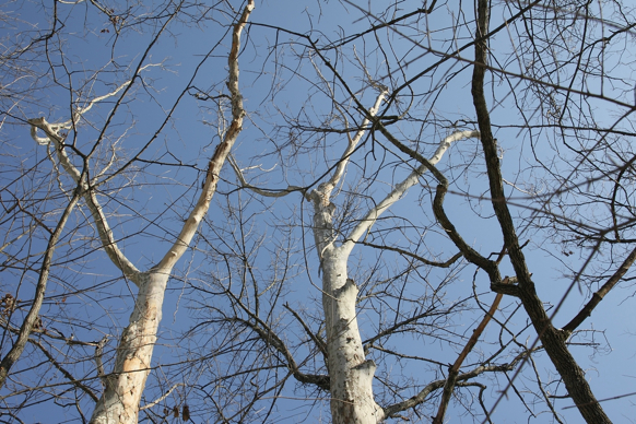 Full Size Image = 1479 K