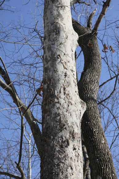 Full Size Image = 1257 K