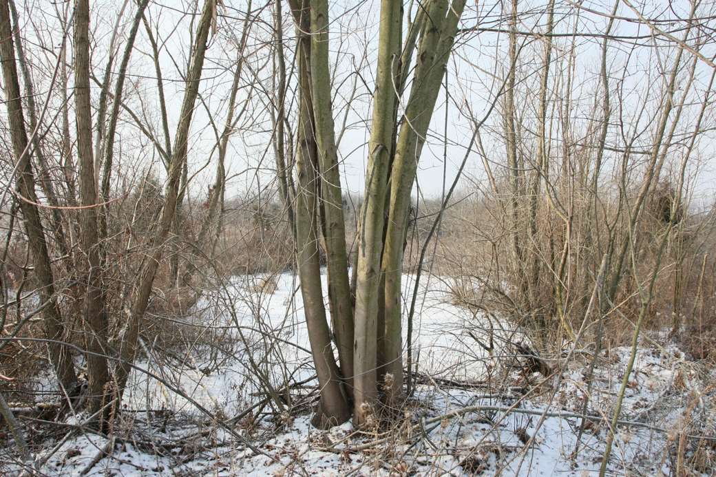 Full Size Image = 6893 K