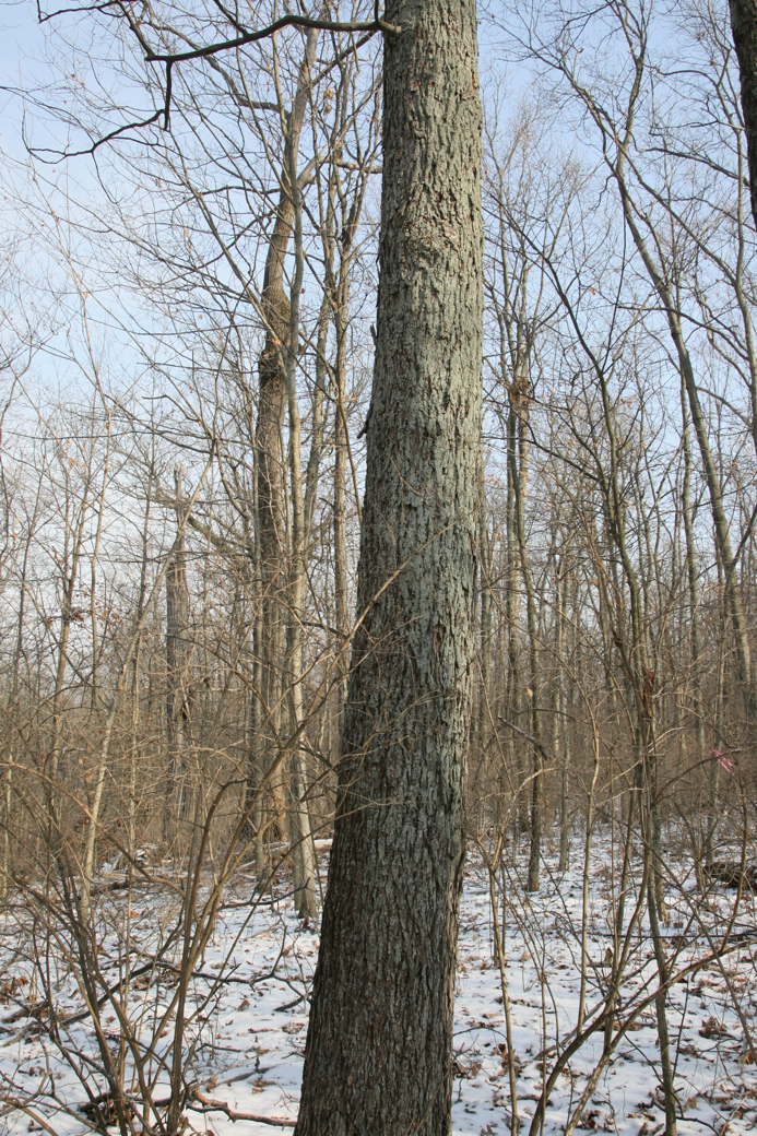 Full Size Image = 6837 K