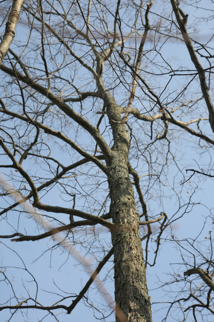 Full Size Image = 3527 K