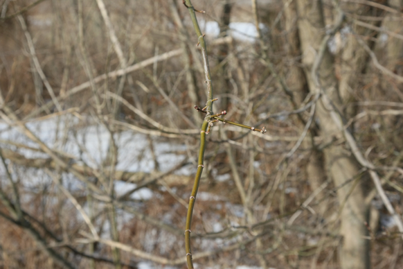 Full Size Image = 1066 K