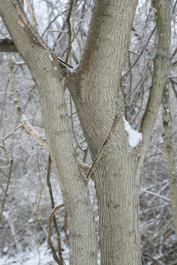 Full Size Image = 2118 K