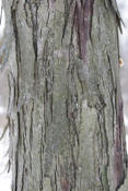 Shagbark Hickory Closeup