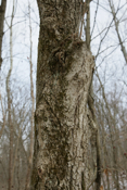 Aesculus glabra Bark