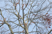 Sugar Maple Crown