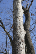 Sycamore Trunk