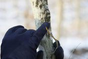 Bitternut Hickory Bud Close-up