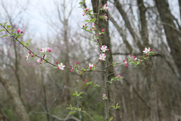 Full Size Image = 1545 K