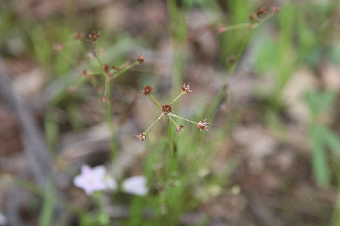 Full Size Image = 3407 K