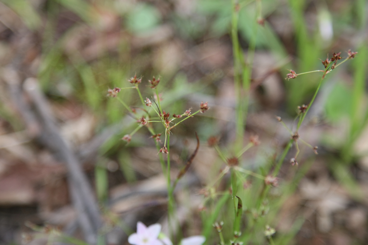 Full Size Image = 3495 K