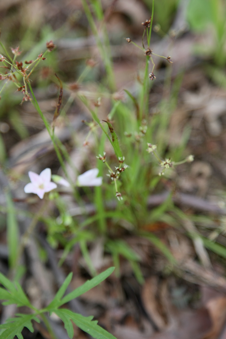 Full Size Image = 2131 K