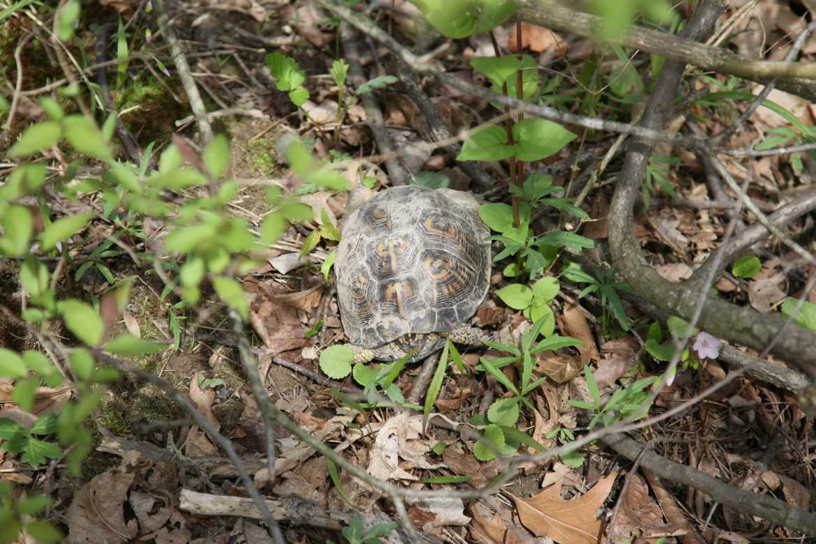 Full Size Image = 5333 K