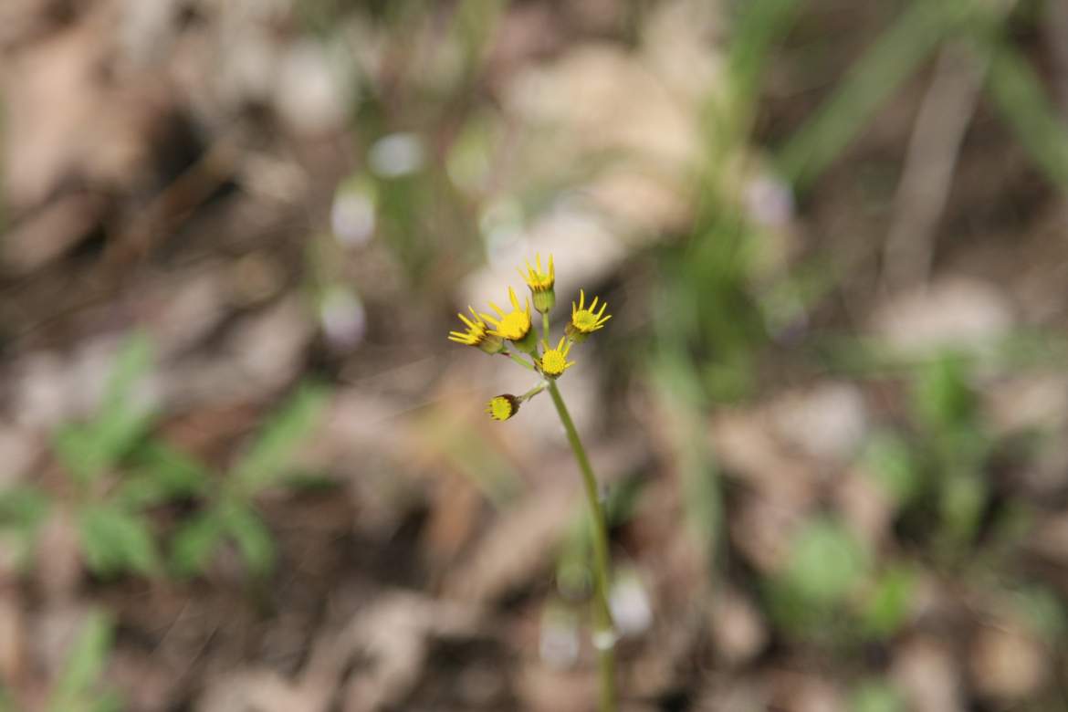 Full Size Image = 3407 K