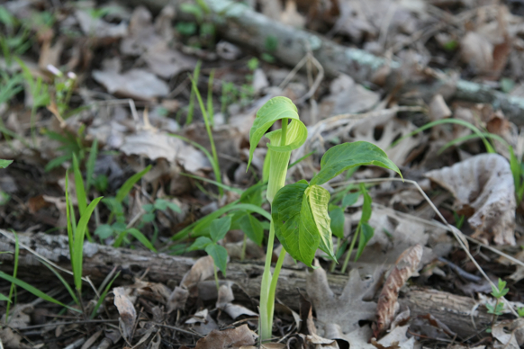 Full Size Image = 1369 K