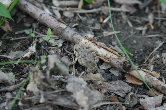 Full Size Image = 1425 K