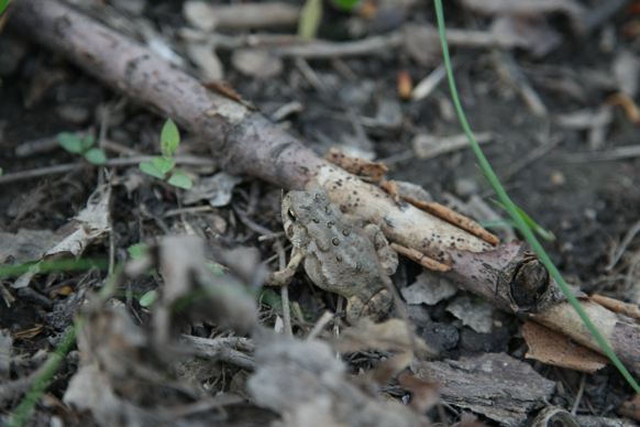 Full Size Image = 1320 K