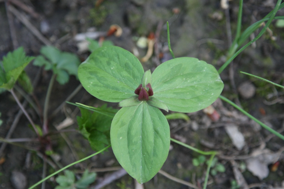 Full Size Image = 1243 K