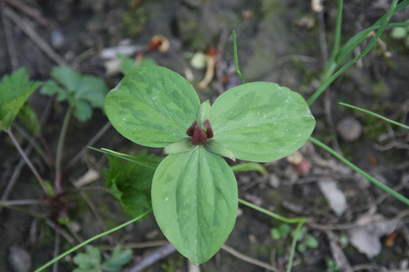 Full Size Image = 1262 K