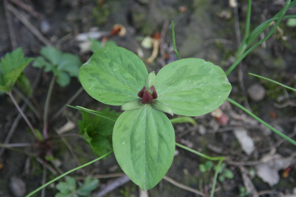 Full Size Image = 1257 K