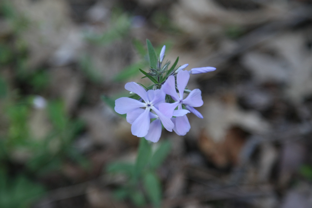 Full Size Image = 2956 K