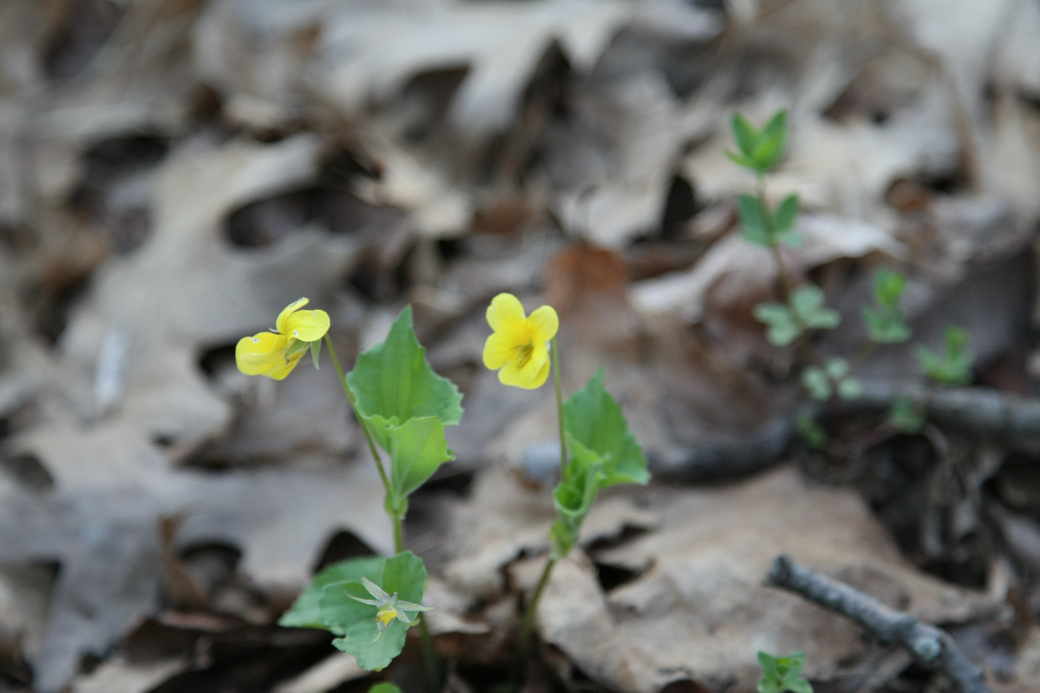 Full Size Image = 2974 K