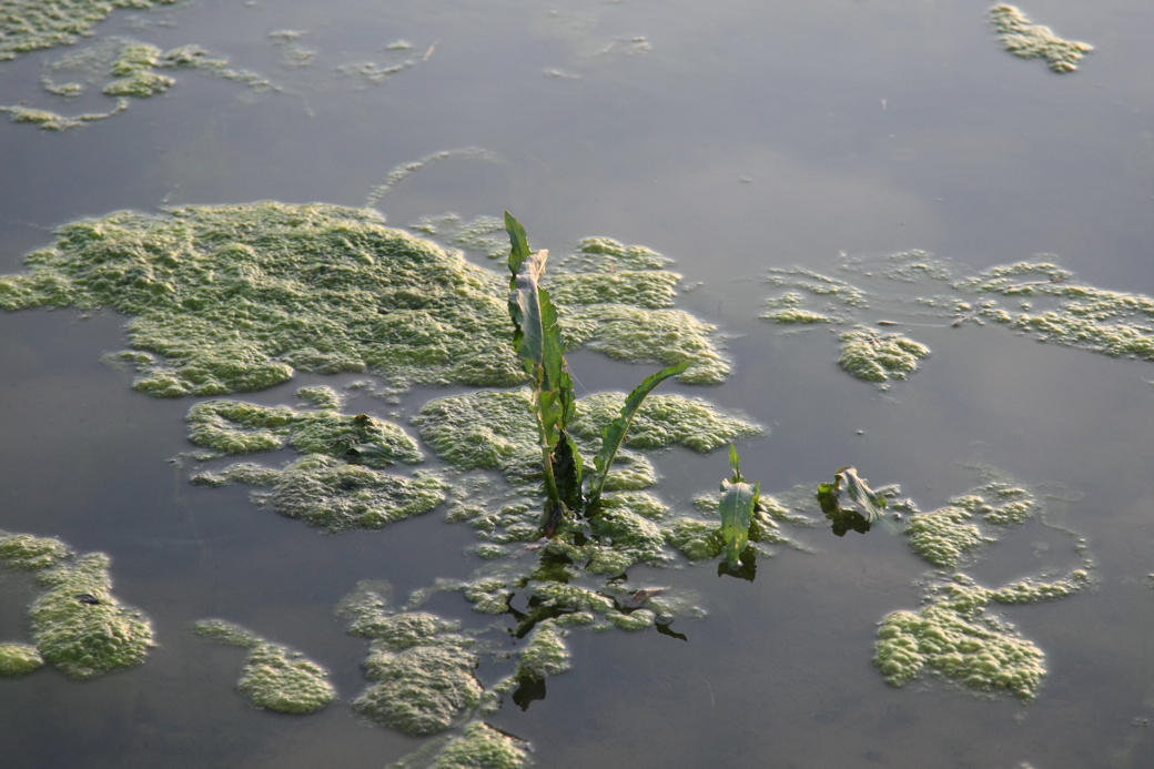 Full Size Image = 3656 K